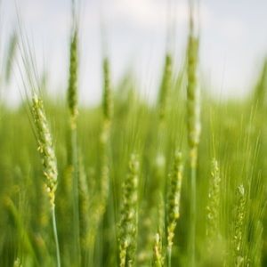 Meet your Posher, Davis